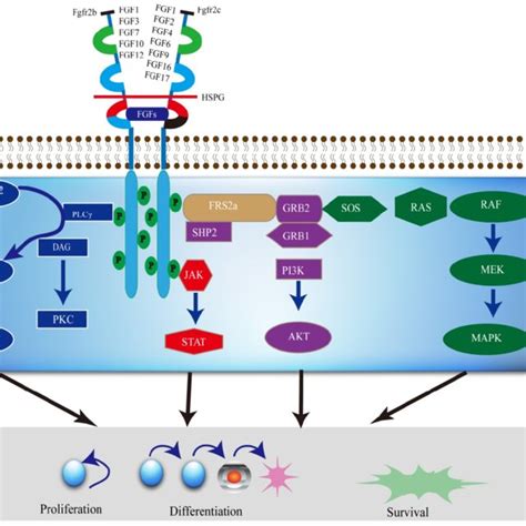 Structure Of The Fgfr Gene And Its Somatic Mutations With Their