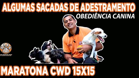 Flash Back Maratona Da Obedi Ncia Canina Alguns Insights Youtube