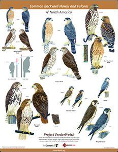 Sharp-shinned Hawk and Cooper's Hawk - FeederWatch