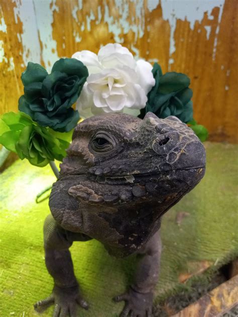 And some bonus shenanigans! - Twin Cities Reptiles, Inc | Facebook