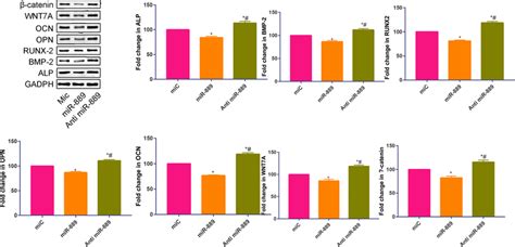 Relative Protein Expression Of ALP BMP 2 RUNX2 OPN OCN WNT7A And