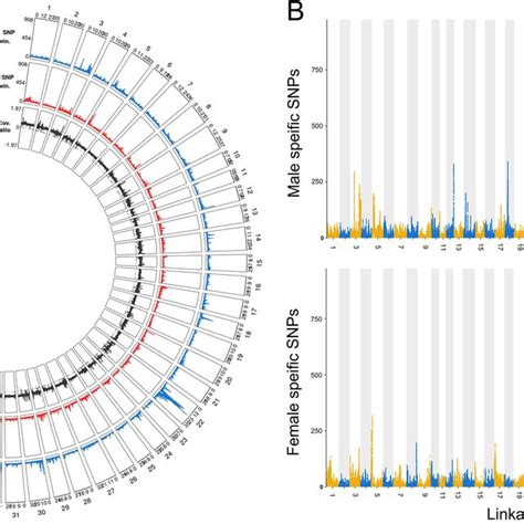 Sex Determining Regions Identified By Remapping The Pool Seq Male And Download Scientific