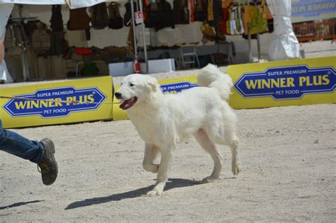 RIO PAGO DEL VELINO SIRENTE Allevamento Del Velino Sirente Cani Da