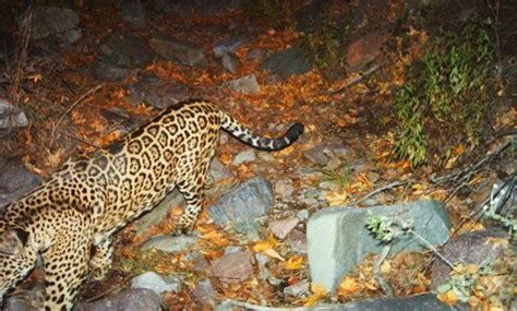 Extremely Rare Jaguar Spotted Near Arizona Mountains Jaguar Spots