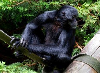 Brazilian Monkeys Monkeys Native To Brazil Bioexplorer