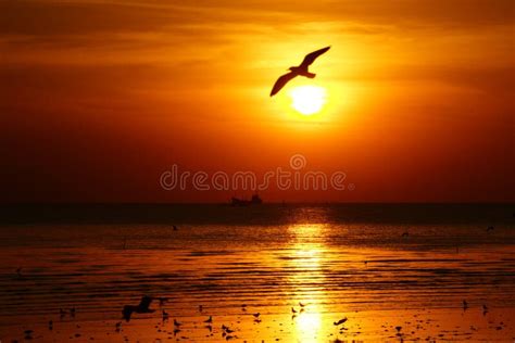 Silhueta Das Gaivotas Que Voam No Por Do Sol Imagem De Stock Imagem