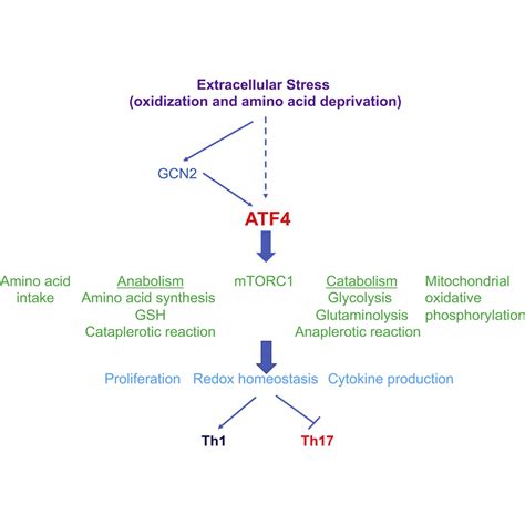 ATF4 Regulates CD4+ T Cell Immune Responses through Metabolic ...