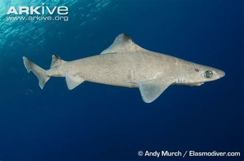 Gulper Shark Alchetron The Free Social Encyclopedia