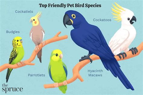 20 Popular Species - What is the Best Bird to Have as A Pet? - BirdBaron