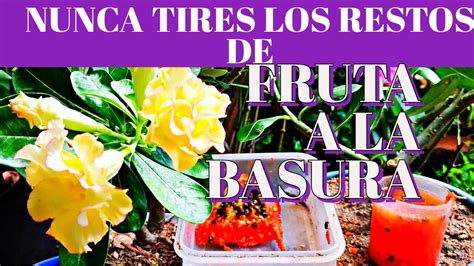 NUNCA MAS TIRES LOS RESTOS DE Tu Verduras Y Frutas A La Basura Sirve