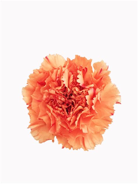 Orange Carnations Wholesale Metropolitan Wholesale Metropolitan Wholesale