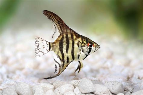 40 Angelfish Facts That Are Too Beautiful To Miss Facts Net