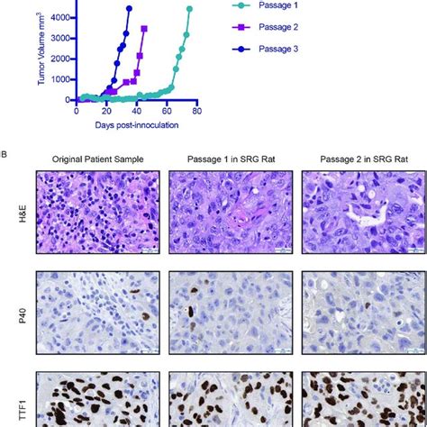 Xenograft models in the SRG rat and NSG mouse. A) Tumor growth curve in... | Download Scientific ...