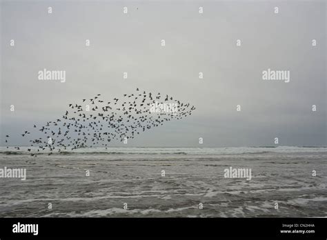 Flock Of Birds Flying Over Water Stock Photo Alamy