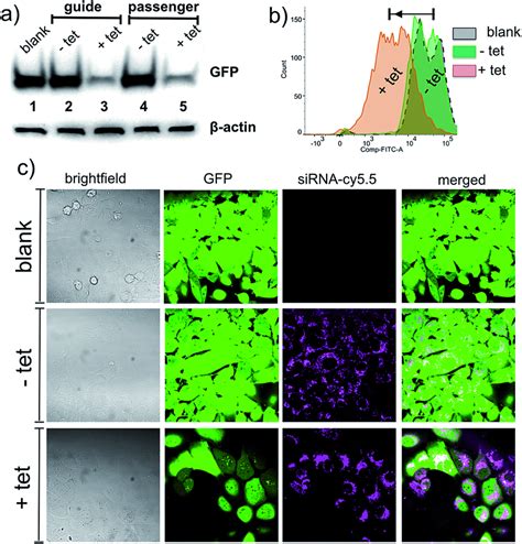 Western Blot Analysis Flow Cytometry And Fluorescence Microscopy Download Scientific Diagram