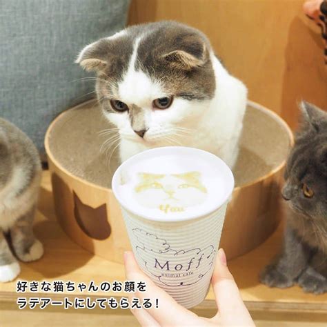 天王寺ミオさんのインスタグラム写真 天王寺ミオinstagram 「猫カフェ「モフ」が天王寺ミオにオープン！人気の猫ちゃんをご紹介