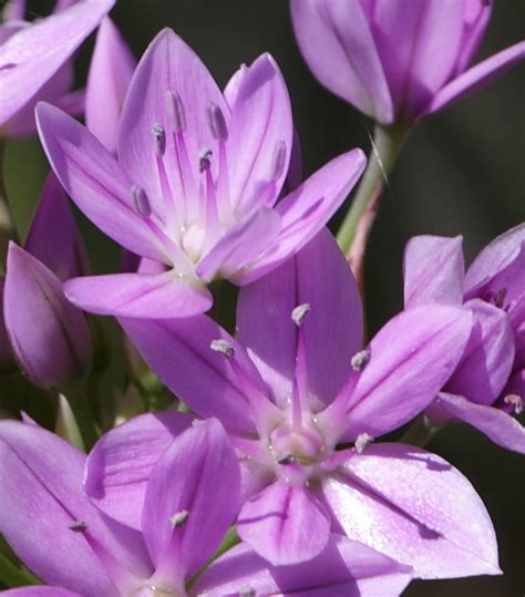 Allium Unifolium Pacific Bulb Society
