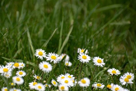 White Daisy Background - Free photo on Pixabay - Pixabay