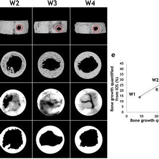 Measurements Of Osteogenesis From 2D In Vivo Imaging Strongly