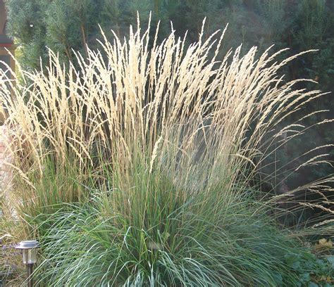 Calamagrostis Karl Foerster 3 Pot Hello Hello Plants