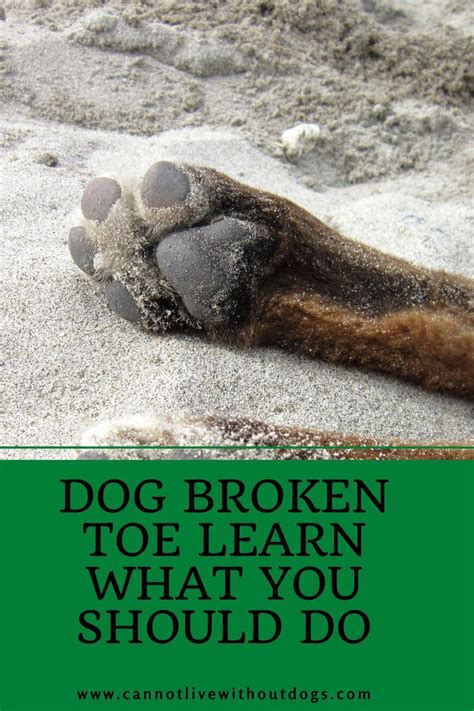 Dog Broken Toe Check For The Signs Learn How To Bandage A Dogs Broken