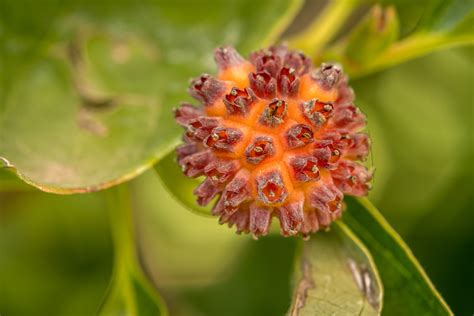 Dogwood Fruit - The Blissful Gardeners