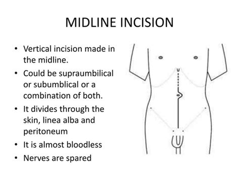 Anatomy Of The Anterior Abdominal Wall And Incisions