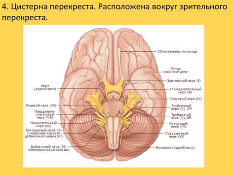 Ii Online Presentation