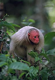 Cebidae : capuchin monkeys, howlers, woolly monkeys, squirrel monkeys, night monkeys, titis ...