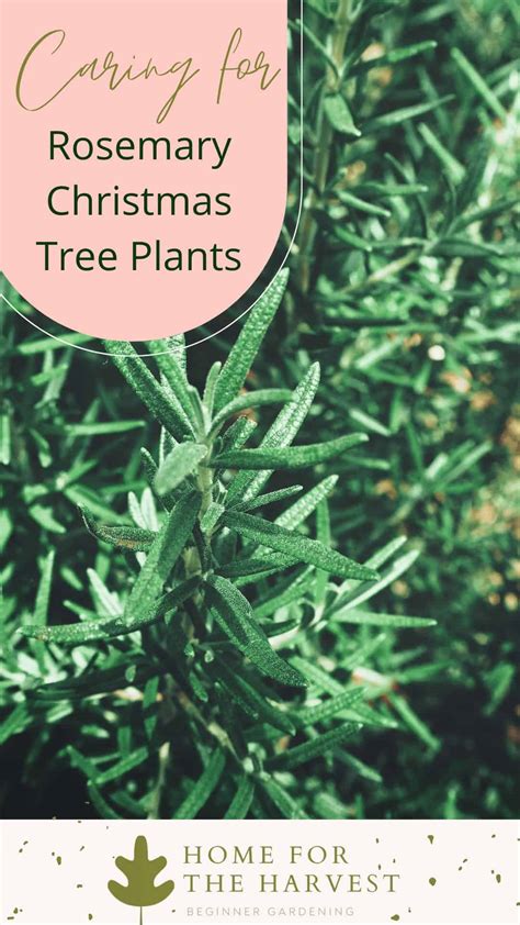 Rosemary Christmas Trees: Plant Care Tips 🪴 Learn how to grow things 👩‍🌾