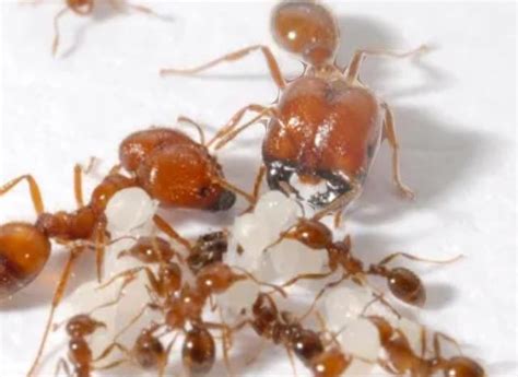 Identifying Fire Ants Rinsects