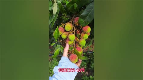 10種荔枝價格對比，常規品種的黑葉、玉荷包可以高接換種，比如仙進奉，觀音綠等10 Kinds Of Lychee Price