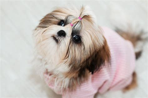 Información De La Raza De Perro Shih Tzu Características 1001 Perros