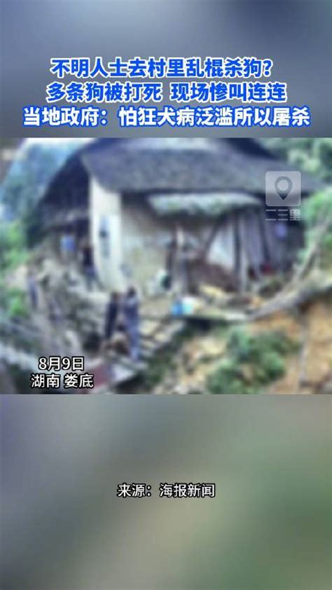 湖南一村多条狗被抓到后打死，当地回应：怕狂犬病泛滥所以屠杀 新浪新闻