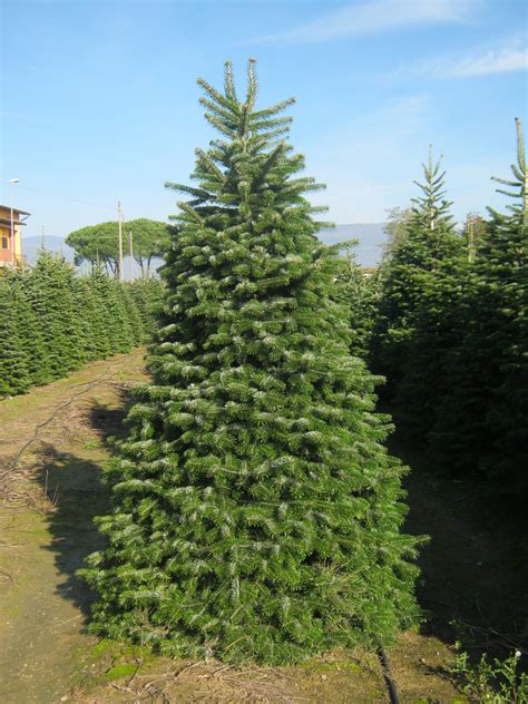 Abies Nordmanniana Gorini Piante