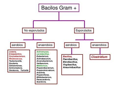 Bacilos Gram Positivos Aerobios No Esporulados