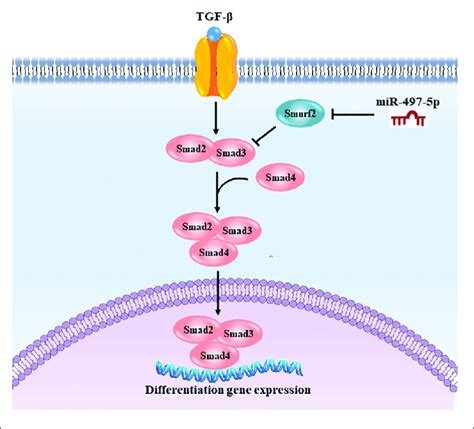 Schematic Illustration Of MiR 497 5p Regulating Osteo Odontogenic