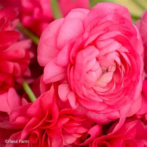 Clone Ginette Ranunculus The Most Beautiful Ranunculus Available