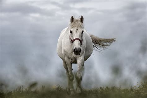 5K Horse Wallpapers - Top Free 5K Horse Backgrounds - WallpaperAccess