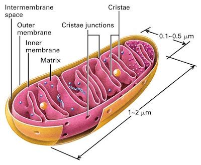 mitocondrias Citología