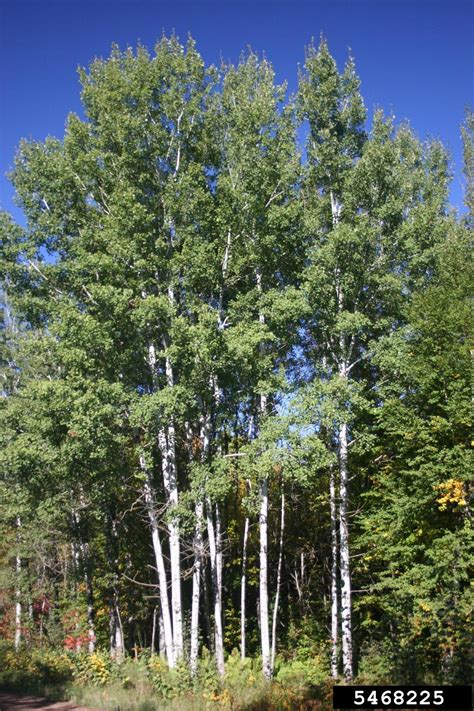 Quaking Aspen Populus Tremuloides Michx