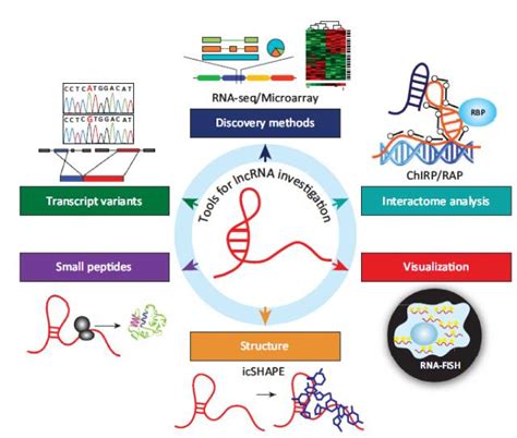 Lncrna是如何搭上癌症的，看完这篇就懂了