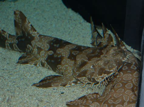 The Online Zoo - Spotted Wobbegong