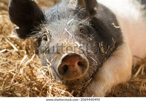 Hampshire Pig Photos and Images | Shutterstock