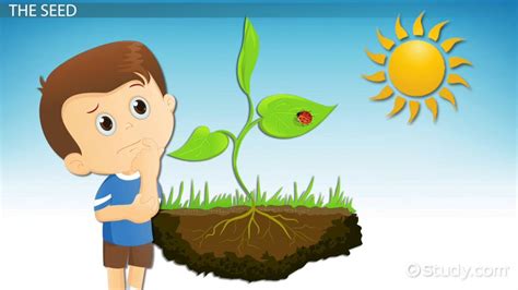 How Plants Grow Lesson For Kids Lesson