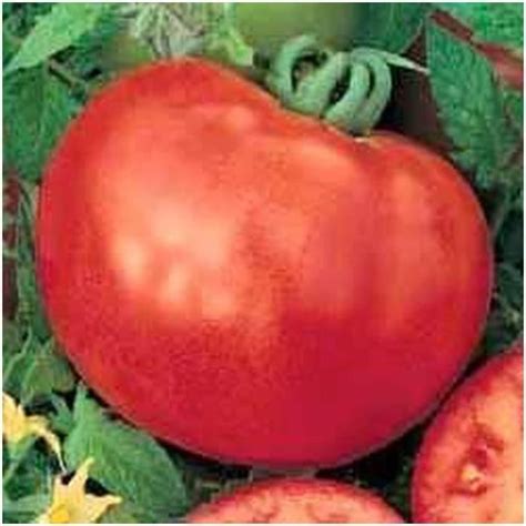 Weye Tomate Montecarlo F Hybrid Graines Cdiscount Jardin