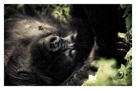 GORILLAS IN THE MIST on Behance