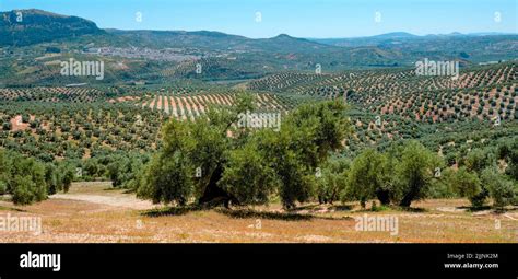 A View Of A Large Olive Grove In Rute Andalusia Spain And The Small