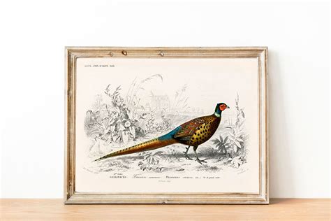 Pheasant Wall Art Vintage Pheasant Illustration Pheasant Decor Pheasant ...