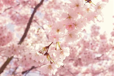 Selective Focus Photography Of Pink Cherry Blossom Flowers · Free Stock ...